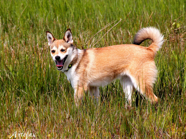 Норвежский лундехунд в траве
