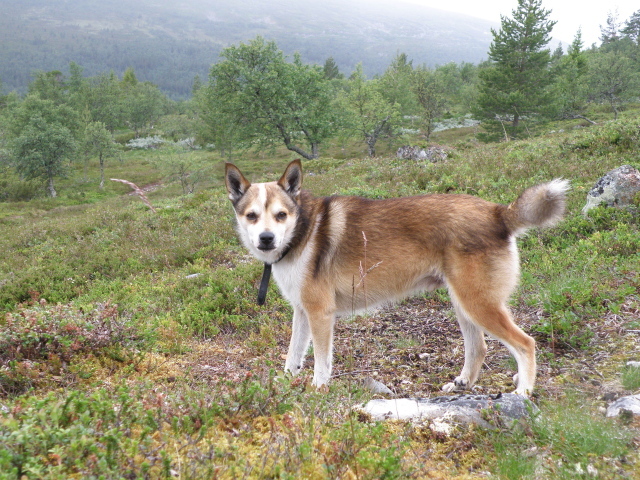 Строгий взгляд норвежского лундехунда