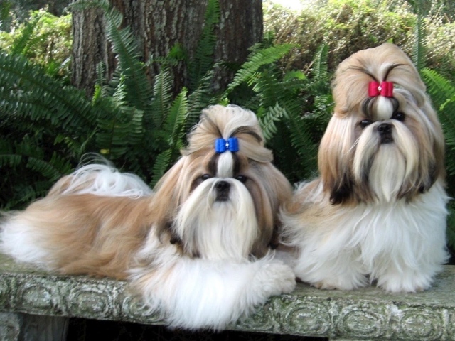 Пара ухоженных шитцу