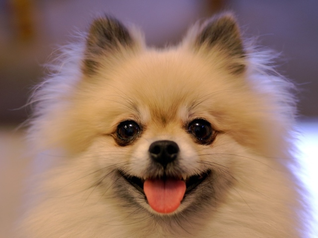 Собака папильон улыбается