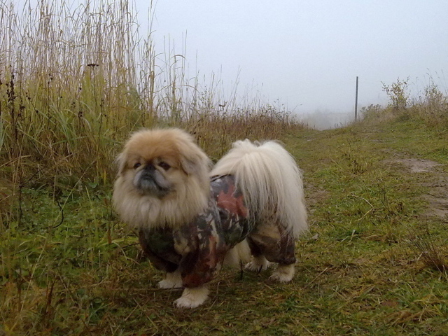 Пекинес в комбинезоне