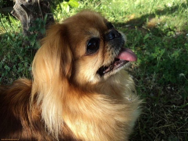 Пекинес в лесу