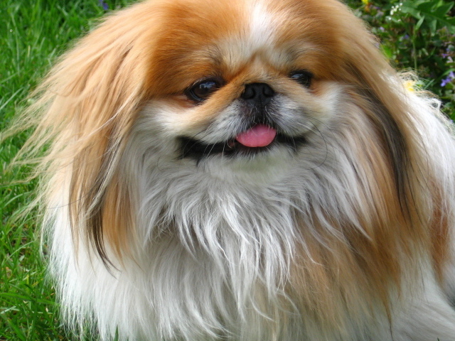 Улыбающийся пекинес на природе