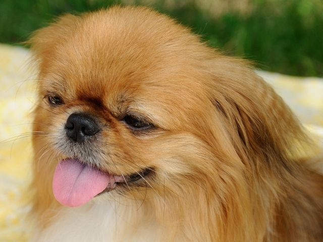 Пекинес с розовым языком