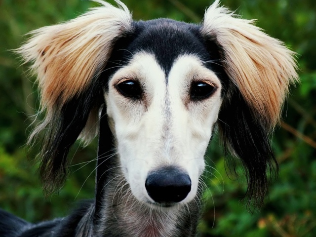 Персидская борзая салюки