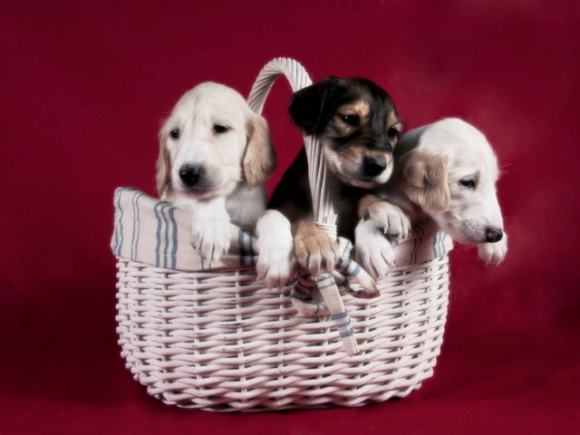 Щенки персидской борзой салюки