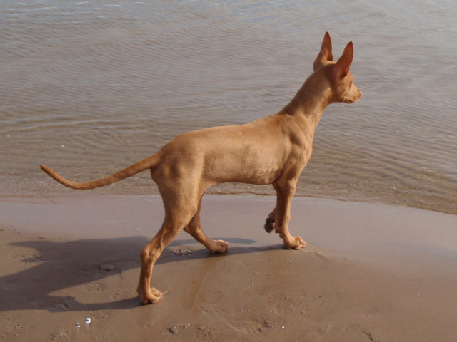 Фараонова собака у воды