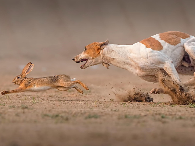 Фараонова собака догоняет зайца