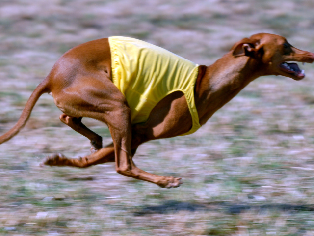 Фараонова собака участвует в гонке