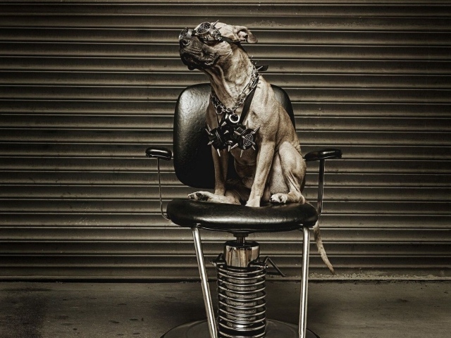 Питбуль на кресле