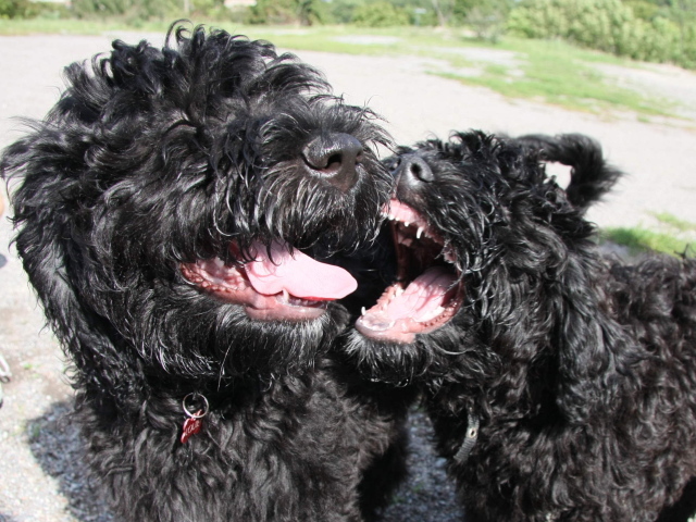 Игривые собаки барбет