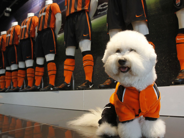 Пудель в спортивной форме