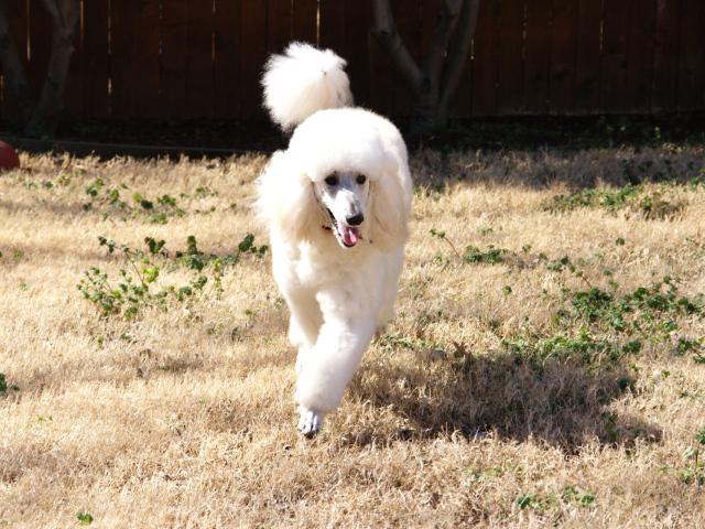 Пудель бежит по двору