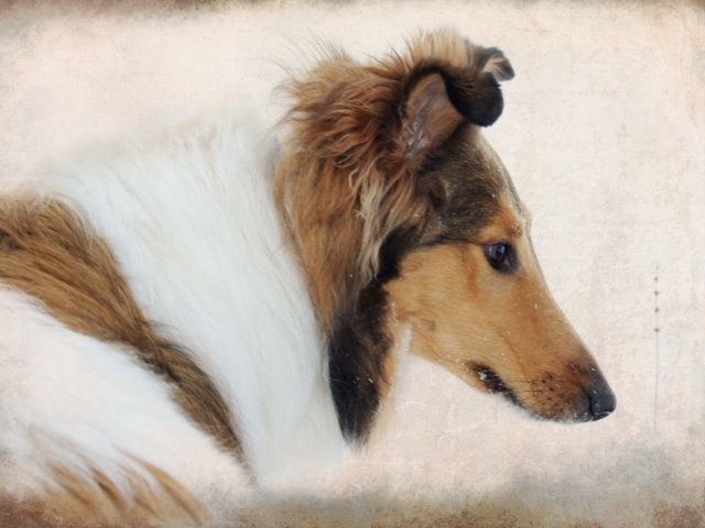 Портрет собаки колли