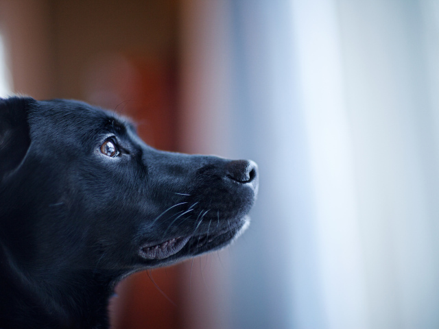 Портрет черной собаки