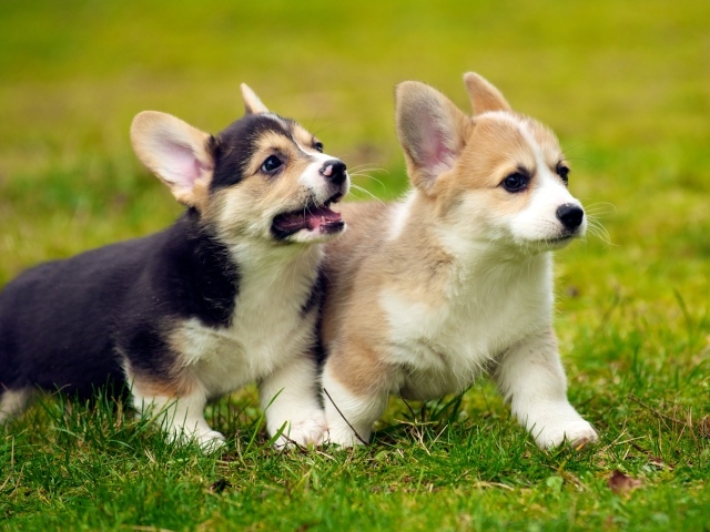 Щенки вельш-корги на газоне