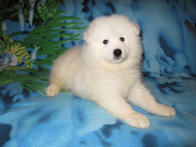 Щенок самоедской лайки