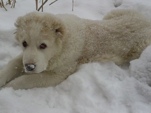 Щенок алабая лежит в снегу