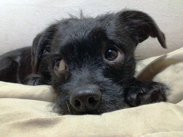 Щенок собаки аффенпинчер