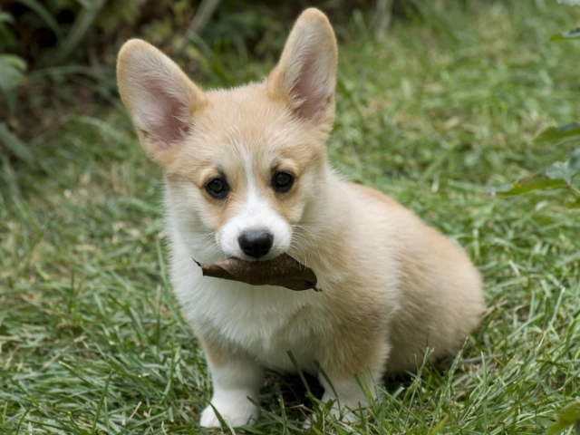 Щенок собаки вельш-корги