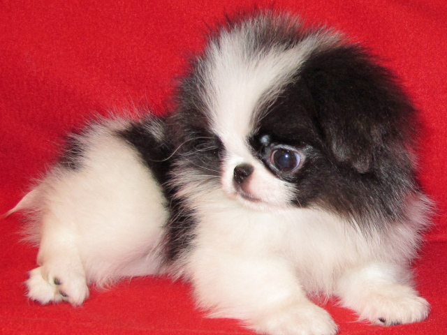 Щенок собаки японский хин