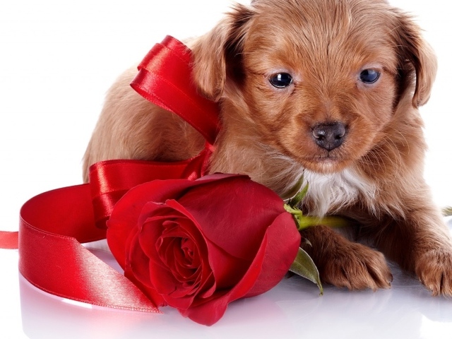 Щенок с бантом и розой