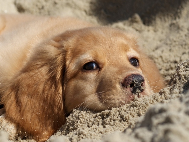 Ретривер в песке