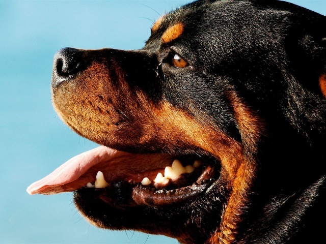 Ротвейлер на фоне неба