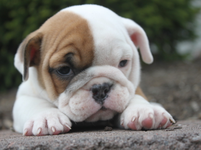 Грустный щенок английского бульдога