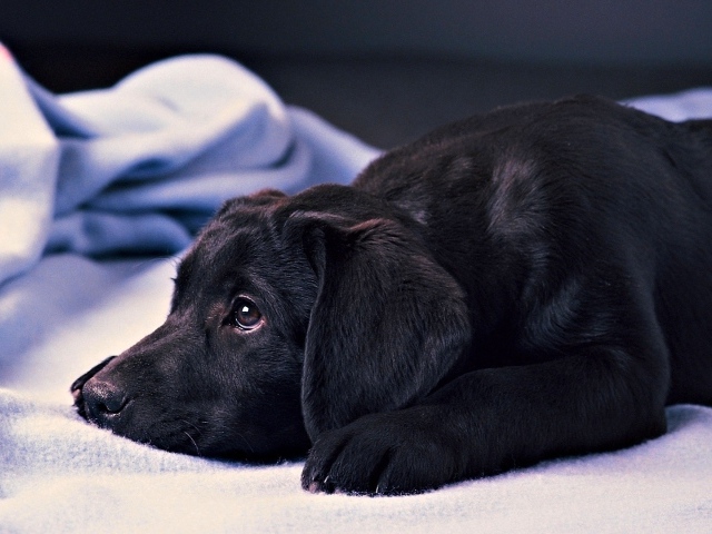 Грустный черный лабрадор
