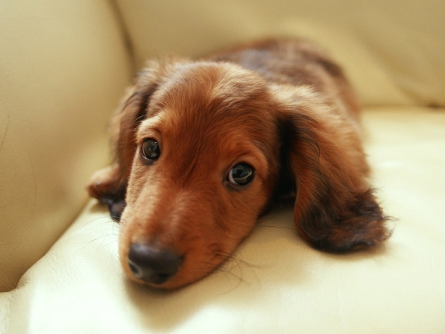 Грустная такса лежит на диване