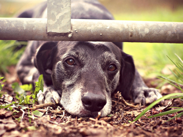 Грустный взгляд собаки