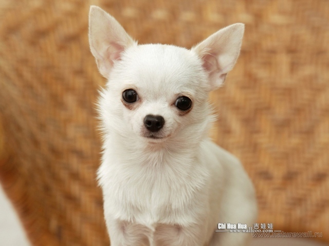 Грустный взгляд чихуахуа