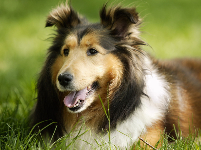 Грустный взгляд колли