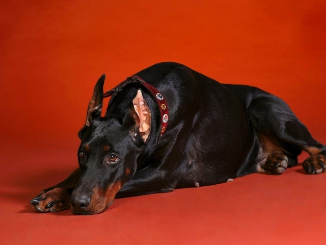 Грустный взгляд добермана