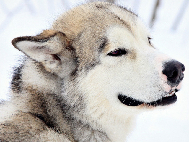 Грустный взгляд лайки
