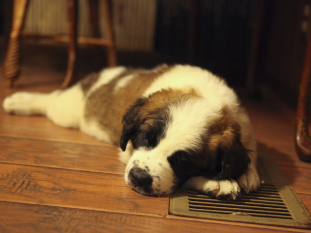 Щенок сенбернара спит