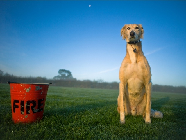 Собака салюки с пожарным ведром