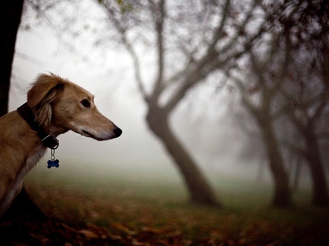 Салюки в лесу