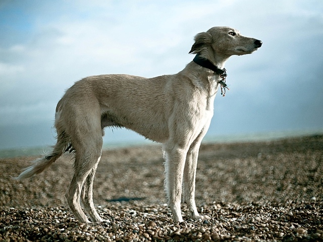 Салюки на гальке