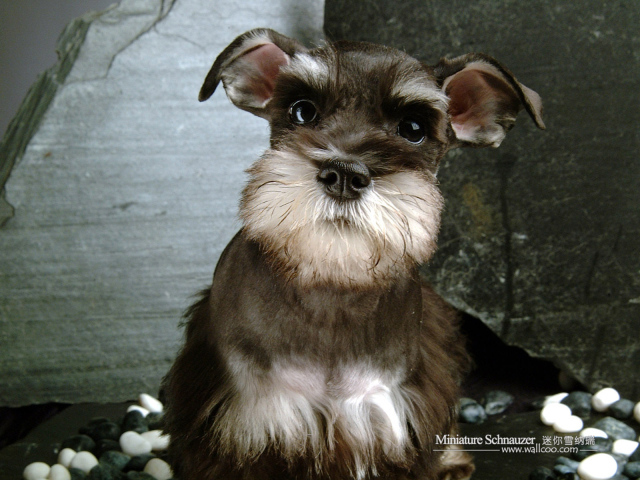 Собака шнауцер коричневого цвета