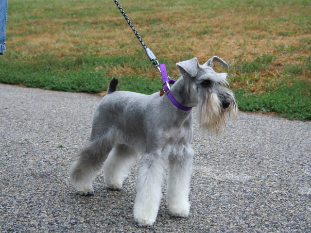 Шнауцер на прогулке