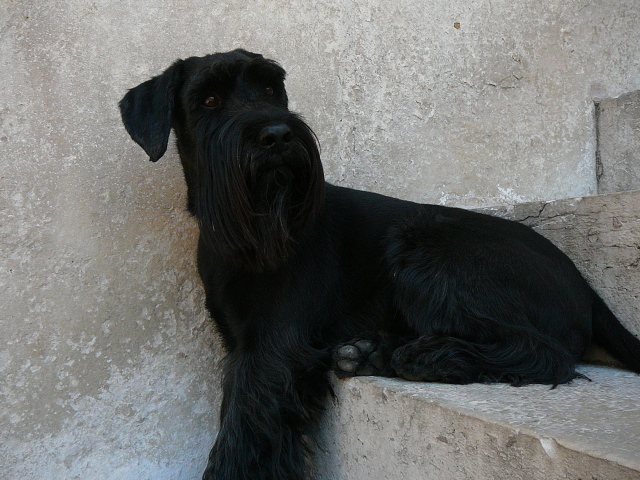 Шнауцер сидит на ступеньках