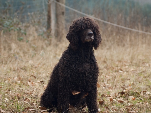 Лохматый ирландский водяной спаниель