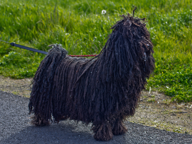 Лохматый черный комондор