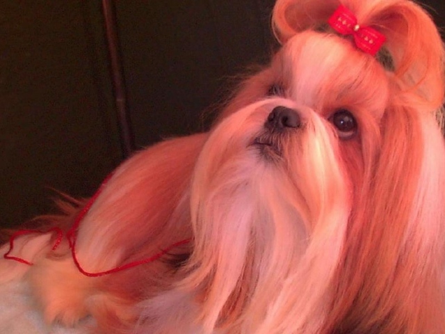 Собака шитцу с бантом