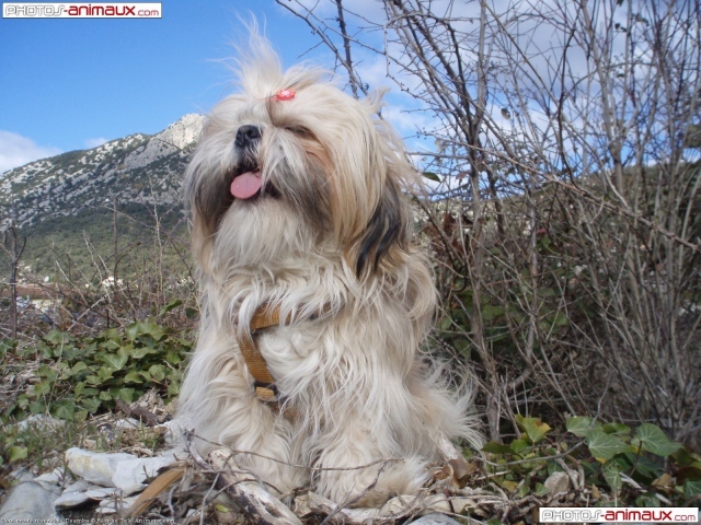 Пес шитцу на фоне гор
