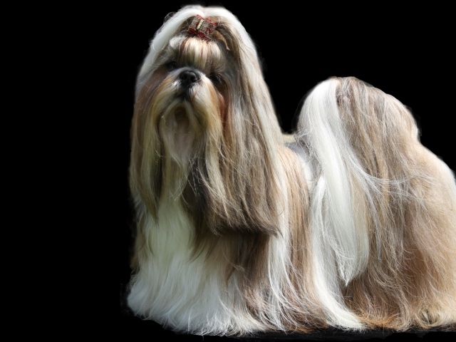 Собака шитцу с длинной шерстью