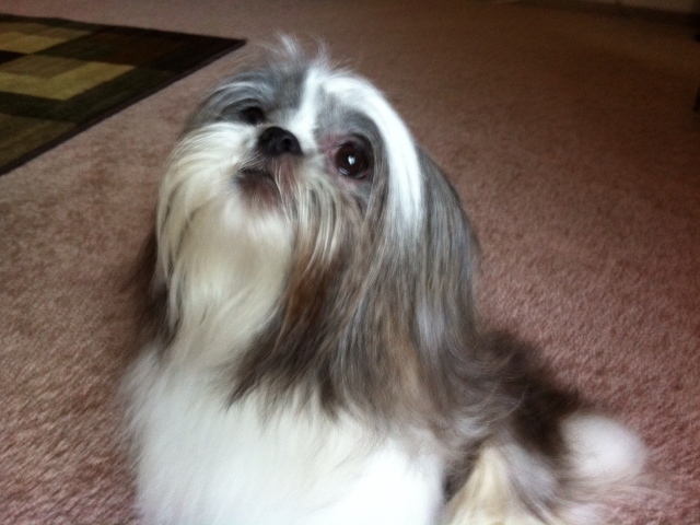 Шитцу смотрит вверх