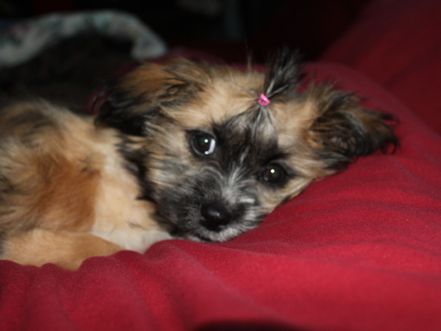 Шитцу лежит на перине